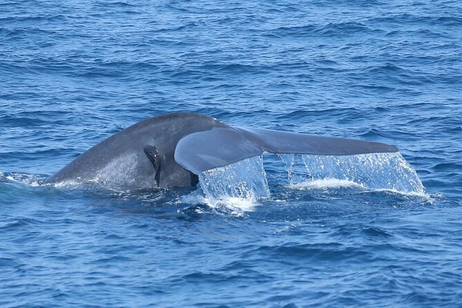 Whale Watching Mirissa with ( WWC ) - Who should book this trip