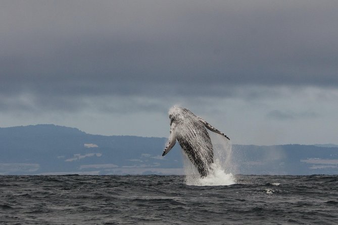 Whale Watching Monterey Bay semi-private limited to 6 people max - Key points to know before booking