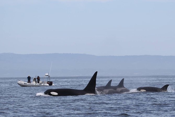 Whale Watching Monterey Bay semi-private limited to 6 people max - Why a six-person boat changes the whale-watching experience