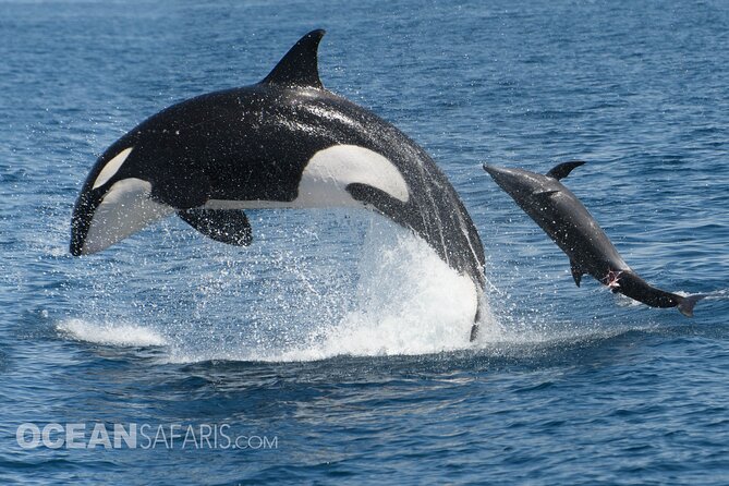 Whale Watching Monterey Bay semi-private limited to 6 people max - One hour inside a protected marine sanctuary