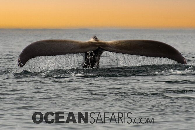 Whale Watching Monterey Bay semi-private limited to 6 people max - What the boat ride feels like in practical terms