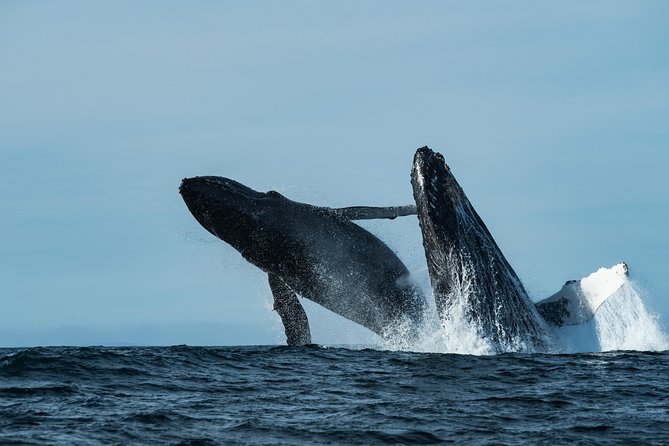 Whale Watching Monterey Bay semi-private limited to 6 people max - Is $199 a fair price?