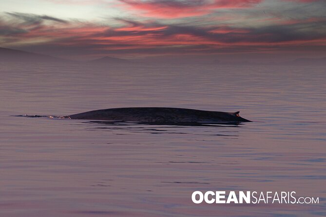 Whale Watching Monterey Bay semi-private limited to 6 people max - Who should book this trip