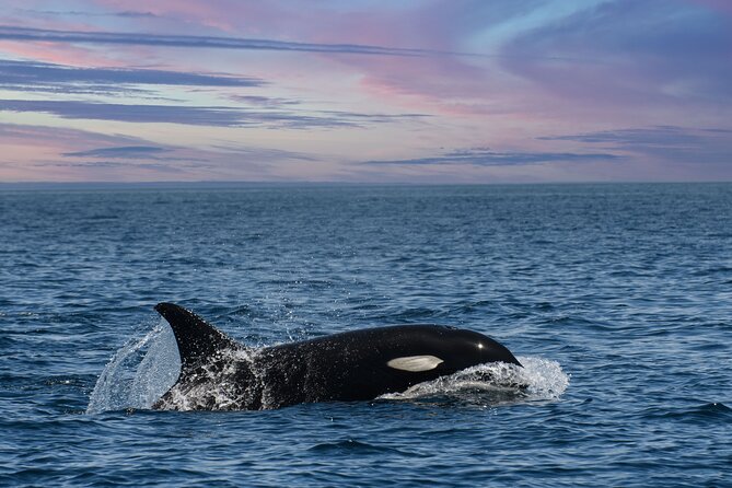 Whale Watching Monterey Bay semi-private limited to 6 people max - Booking timing, weather, and cancellation