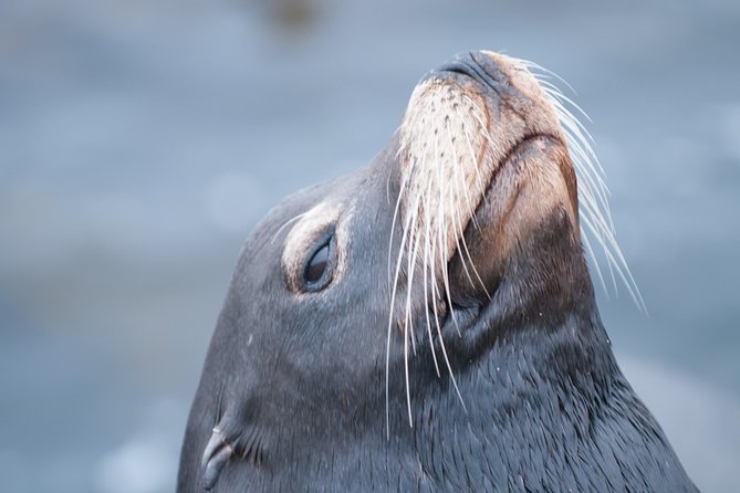 Whale Watching Monterey Bay semi-private limited to 6 people max - Two hours focused on animals and coastal views