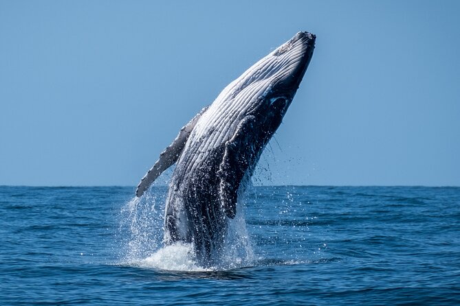 Whale Watching Moorea (non-swimming) - Watching humpback whales without entering the water