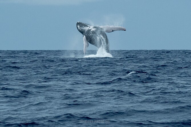 Whale Watching Moorea (non-swimming) - Why the lagoon stop is a bonus, not a promise