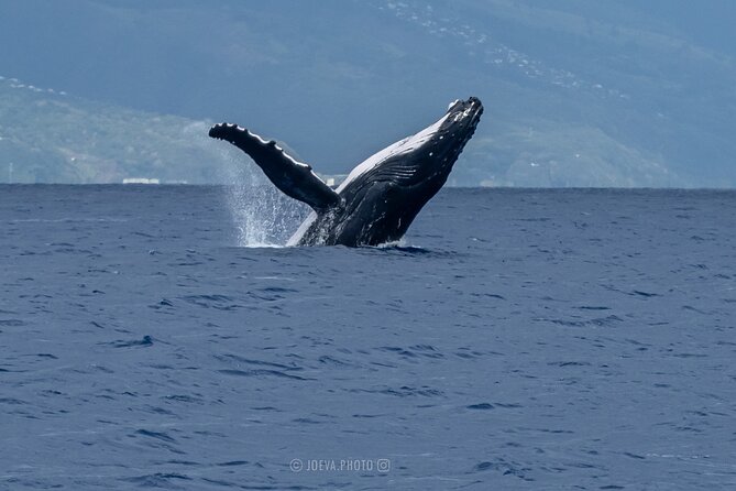 Whale Watching Moorea (non-swimming) - Small boat comfort and the reality of four hours offshore