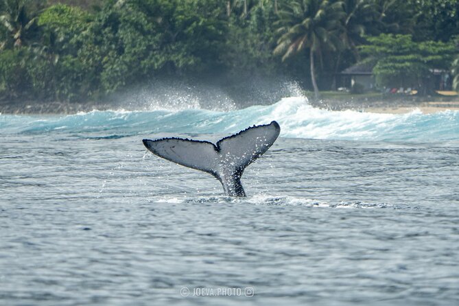 Whale Watching Moorea (non-swimming) - What to bring for the Moorea Expedition boat