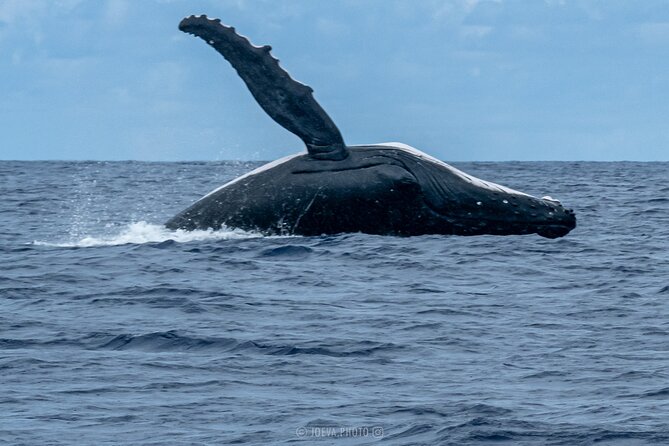 Whale Watching Moorea (non-swimming) - Who will enjoy this trip most?