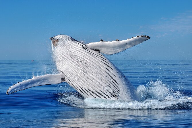 Whale Watching Moorea (non-swimming) - The possible dolphins and extra wildlife