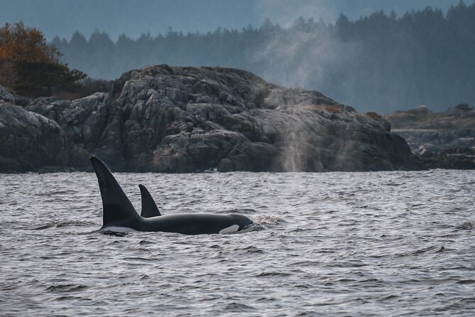 Whale Watching Nanaimo Open Boat Tour - How the whale search works