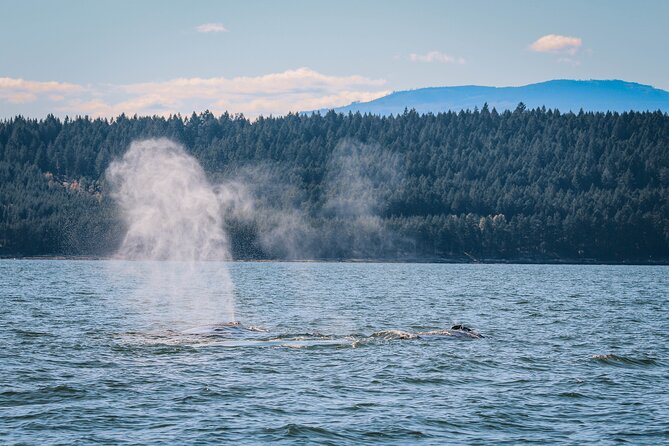 Whale Watching Nanaimo Open Boat Tour - Whale identification and conservation