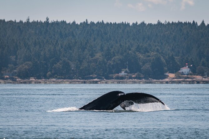 Whale Watching Nanaimo Open Boat Tour - What $187.75 really buys you