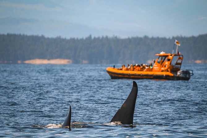 Whale Watching Nanaimo Open Boat Tour - Suited up for an open zodiac