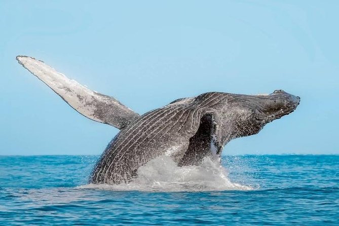 Whale Watching on 2 Level Big Boat with Breakfast and Drinks INCLUDED - Searching for whales beyond Lands End
