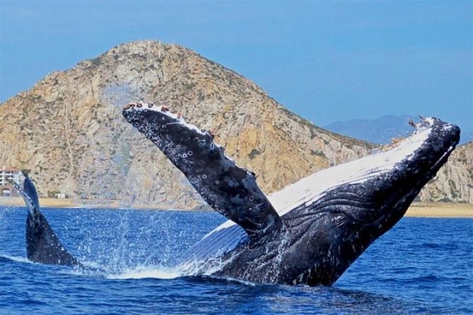Whale Watching on 2 Level Big Boat with Breakfast and Drinks INCLUDED - Breakfast, coffee, and an open bar