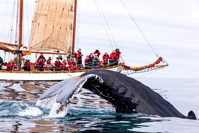 Whale Watching on a Traditional Oak Sailing Ship from Husavik - From the Húsavík ticket office to the harbor