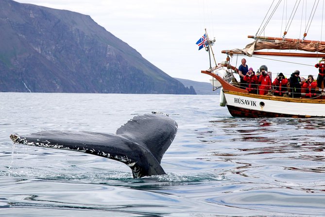 Whale Watching on a Traditional Oak Sailing Ship from Husavik - Searching Skjálfandi Bay for whales