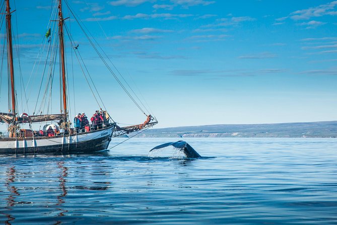 Whale Watching on a Traditional Oak Sailing Ship from Husavik - Weather, sea conditions, and what to wear