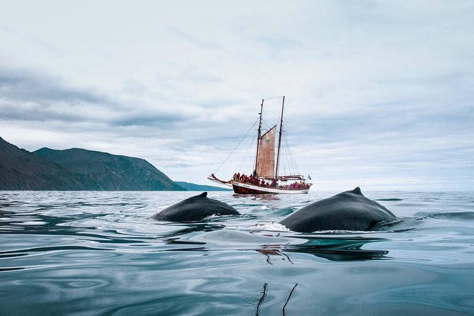 Whale Watching on a Traditional Oak Sailing Ship from Husavik - Is $106 a fair price?