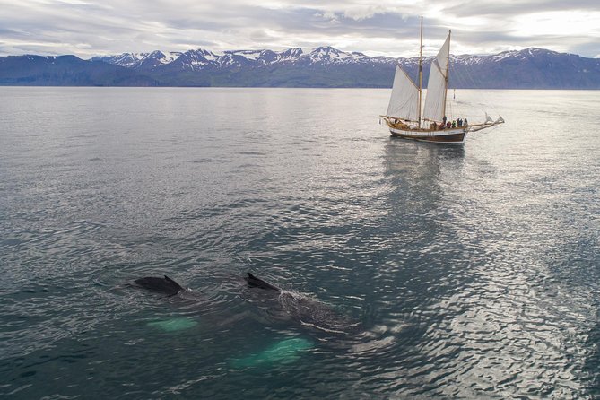 Whale Watching on a Traditional Oak Sailing Ship from Husavik - Who should choose this tour?