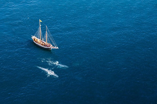 Whale Watching on a Traditional Oak Sailing Ship from Husavik - Setting sail aboard Haukur, Opal, or Hildur