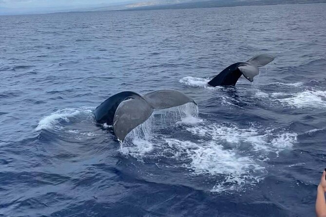 Whale Watching on Big island - Key points to know before you book