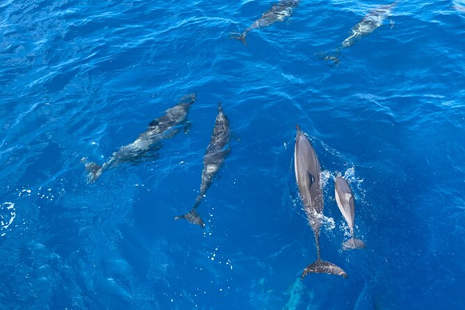 Whale Watching on Big island - Why the ocean conditions matter