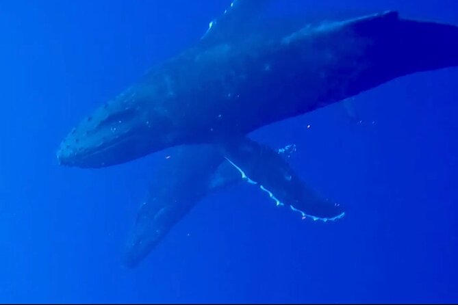 Whale Watching on Big island - What the $80 price really covers