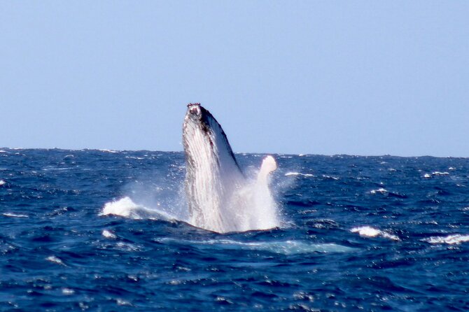 Whale Watching on Big island - Who will enjoy this boat trip most