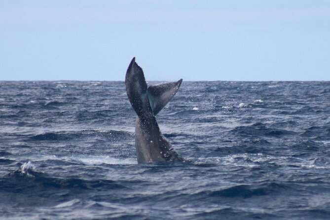 Whale Watching on Big island - Booking details and cancellation rules