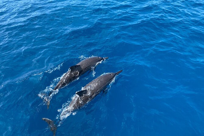 Whale Watching on Big island - Should you book this Big Island whale tour?