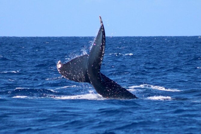 Whale Watching on Big island - A 26-person boat with a friendly feel