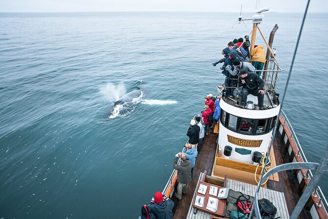 Whale Watching on board a Traditional Oak Boat from Árskógssandur - Key points to know before you sail