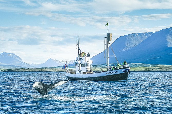 Whale Watching on board a Traditional Oak Boat from Árskógssandur - The fjord scenery between sightings