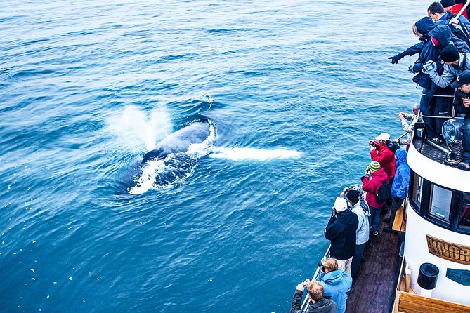 Whale Watching on board a Traditional Oak Boat from Árskógssandur - Who will enjoy this boat trip?