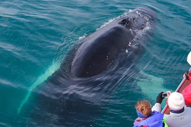Whale Watching on board a Traditional Oak Boat from Árskógssandur - Planning the drive from Akureyri