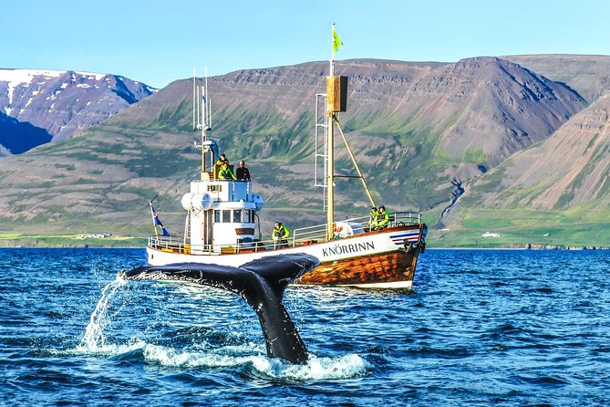 Whale Watching on board a Traditional Oak Boat from Árskógssandur - Looking for humpbacks, minkes, and orcas
