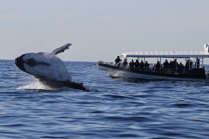 Whale Watching on Speed Boat with canopy from Sydney Harbour - Key points before you book