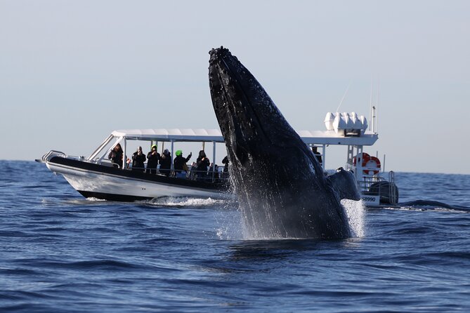 Whale Watching on Speed Boat with canopy from Sydney Harbour - Leaving Circular Quay beneath Sydney’s icons