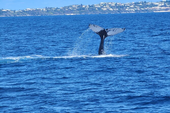 Whale Watching on Sundeck in Bermuda - Why Bermuda is a good place to watch humpback whales