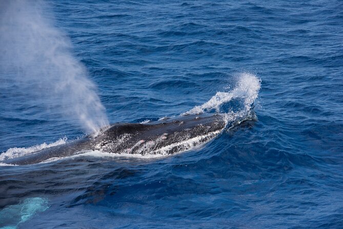 Whale Watching on Sundeck in Bermuda - Respectful whale watching matters