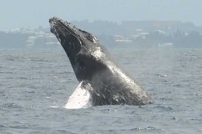 Whale Watching on Sundeck in Bermuda - What to bring for five hours at sea