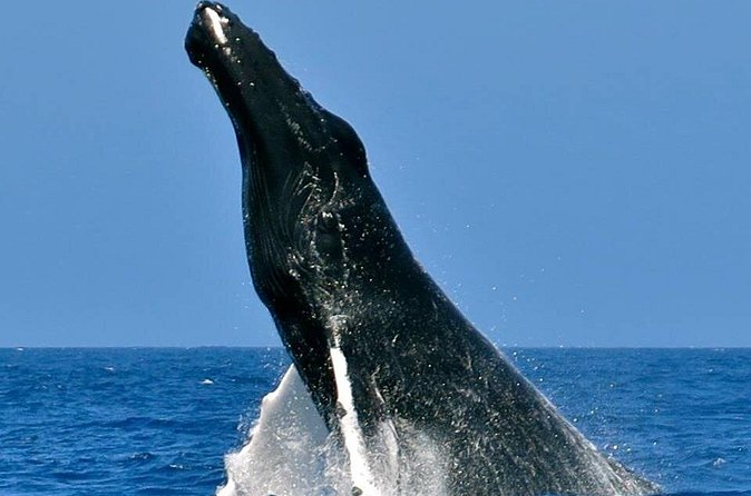 Whale Watching on Sundeck in Bermuda - Is $116 a fair price?
