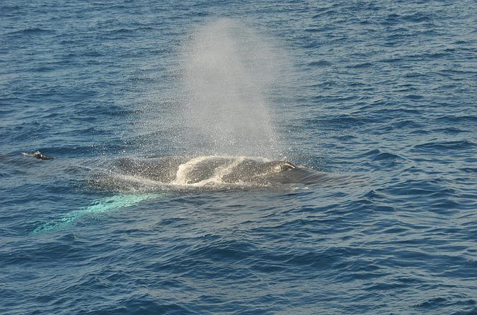 Whale Watching on Sundeck in Bermuda - Who will enjoy this trip most