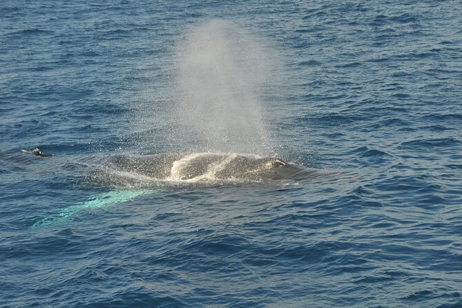 Whale Watching on Sundeck in Bermuda - Booking, weather, and cancellation details