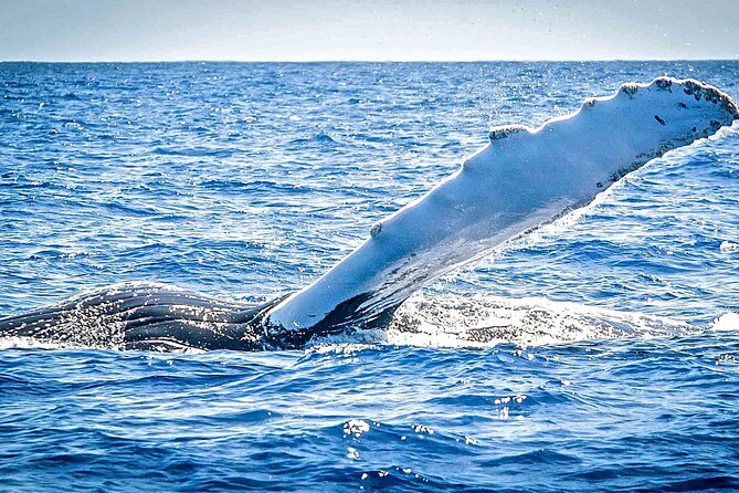 Whale Watching on Sundeck in Bermuda - What the five-hour trip is really like