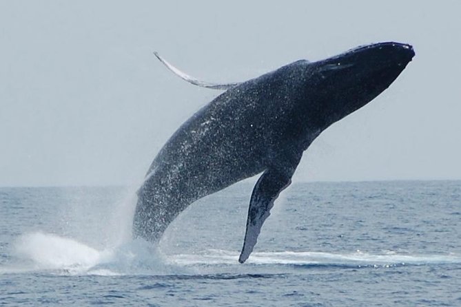 Whale Watching On The Big Island - Key points to know before you book
