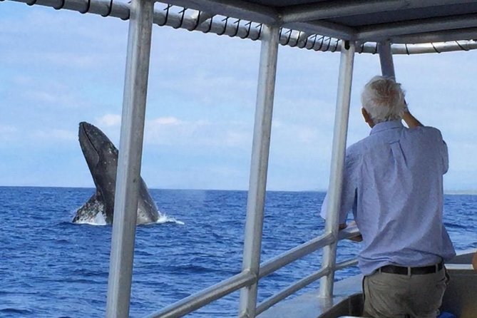 Whale Watching On The Big Island - Leaving from Honokohau Marina